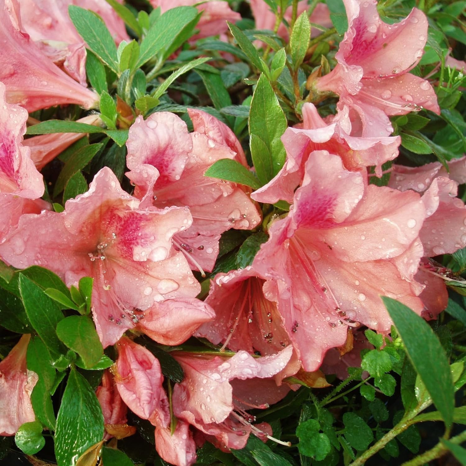 Mixed Azalea Seeds for Planting – 50+ Azalea Flower Seeds Bush Shrub Flowers Pla