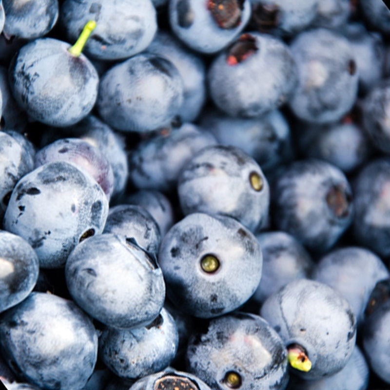 200+ EUROPEAN BLUEBERRY SEEDS BILBERRY RARE AUTUMN LOW BUSH SWEET DELICIOUS USA