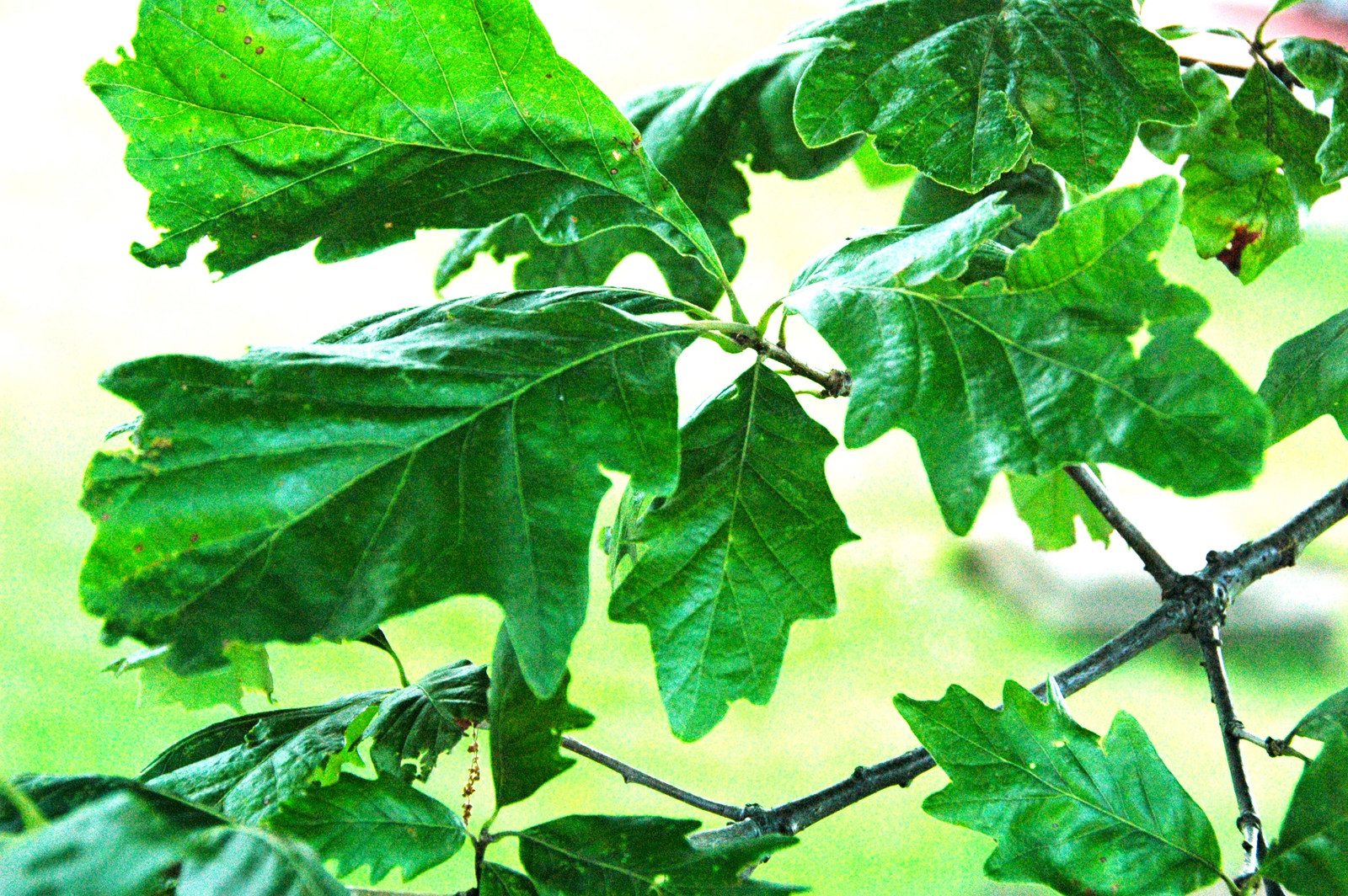 Swamp White Oak Seeds – For 2026 Planting Quercus Bicolor Water Humidity