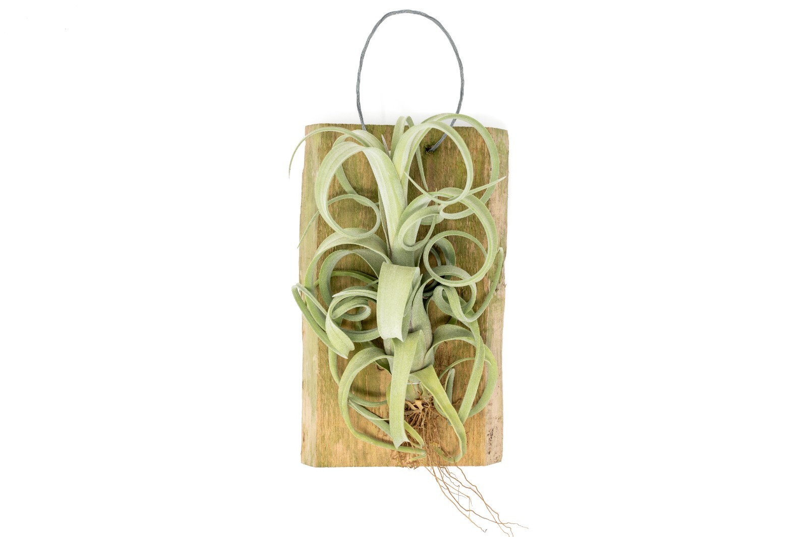 Air Plant Shop Tillandsia Curly Slim on Cedar Plank- Wholesale- Easy Care Plants