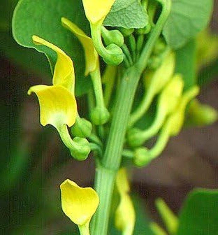 Birthworts Clematitis Aristolochias Medium To Tall Scrambling Perennial 10 Seeds