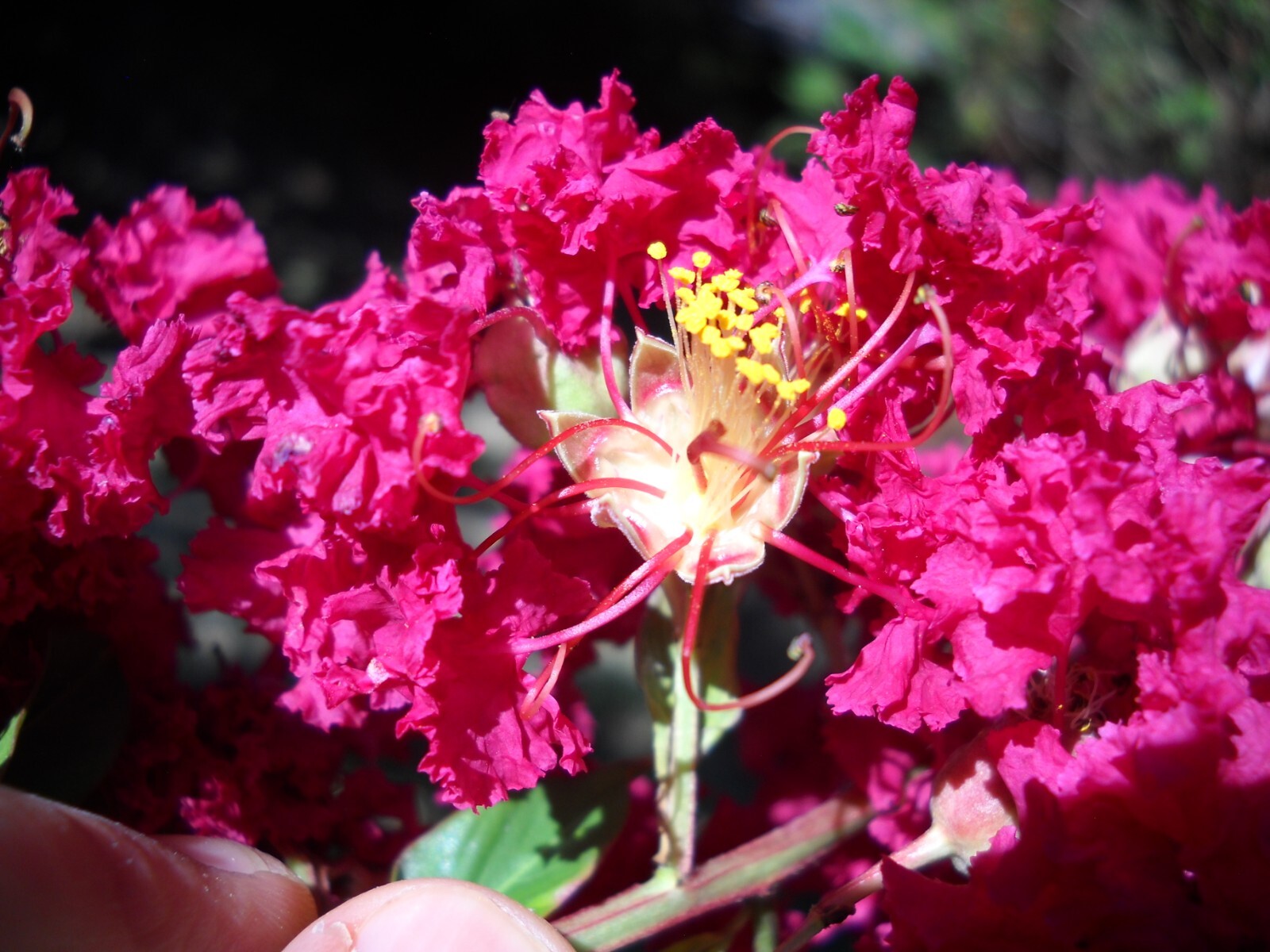 10+2 cuttings Beautiful Red Pink Raspberry Crepe Myrtle Crape Tree Lagerstroemia