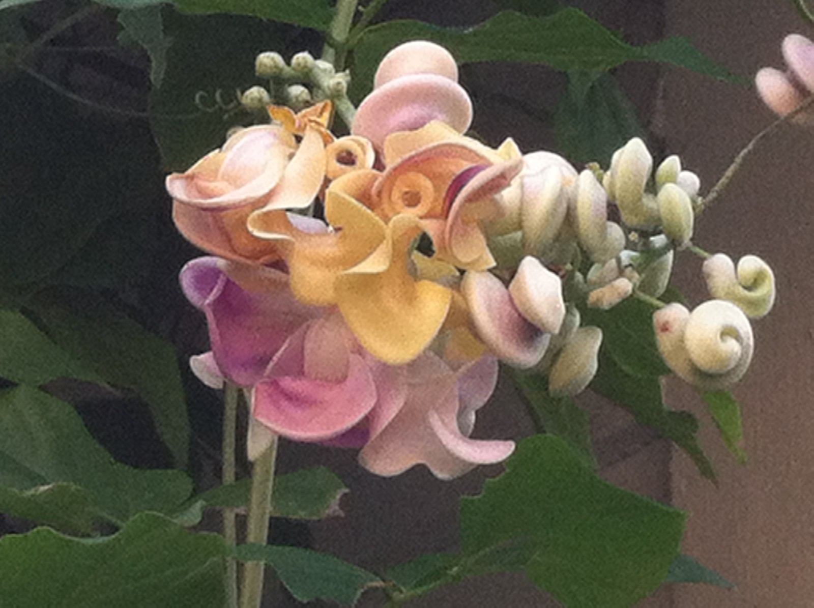 Quart plant of tender perennial vine Cochliasanthus caracalla Corkscrew vine