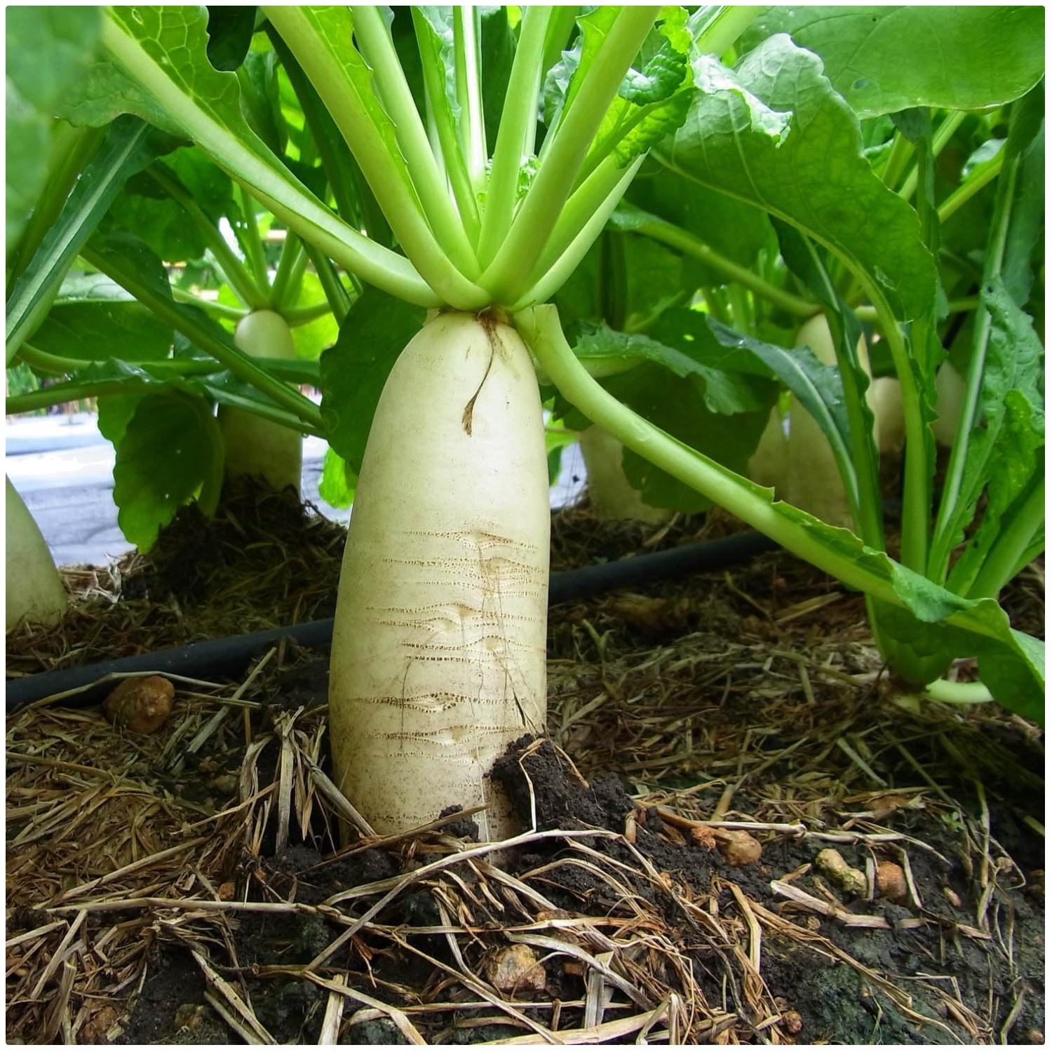 Daikon Radish Seeds – 10 lbs – Soil Health & Erosion Control