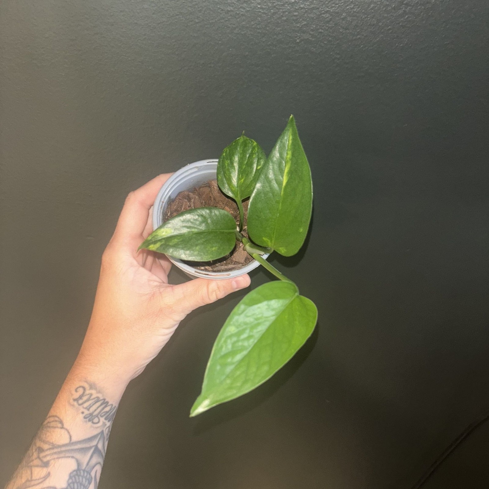 Golden Pothos Live Plant