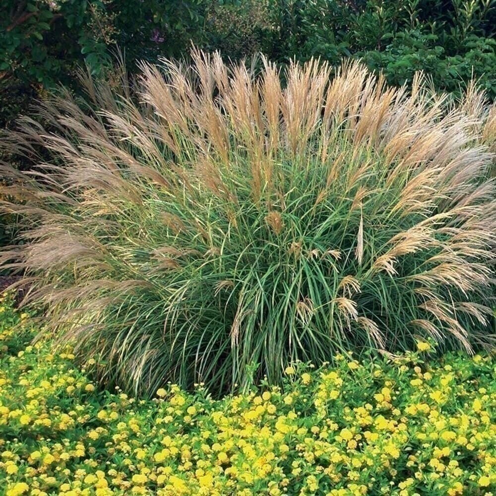 Adagio Maiden Grass | 2 Inch | Miscanthus sinensis | Ornamental Grass Plant