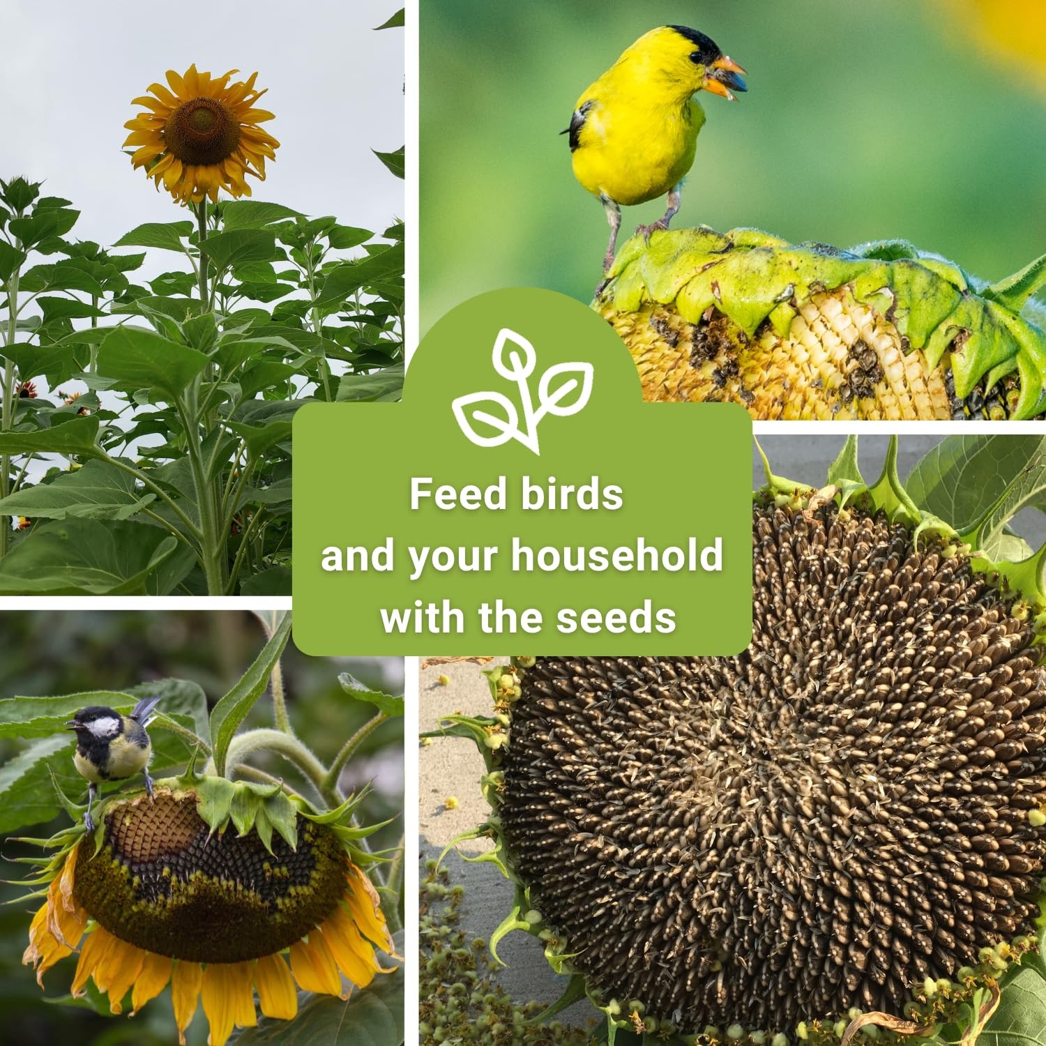 Sow Right Seeds – Mammoth Sunflower for Planting – Non-GMO Grey