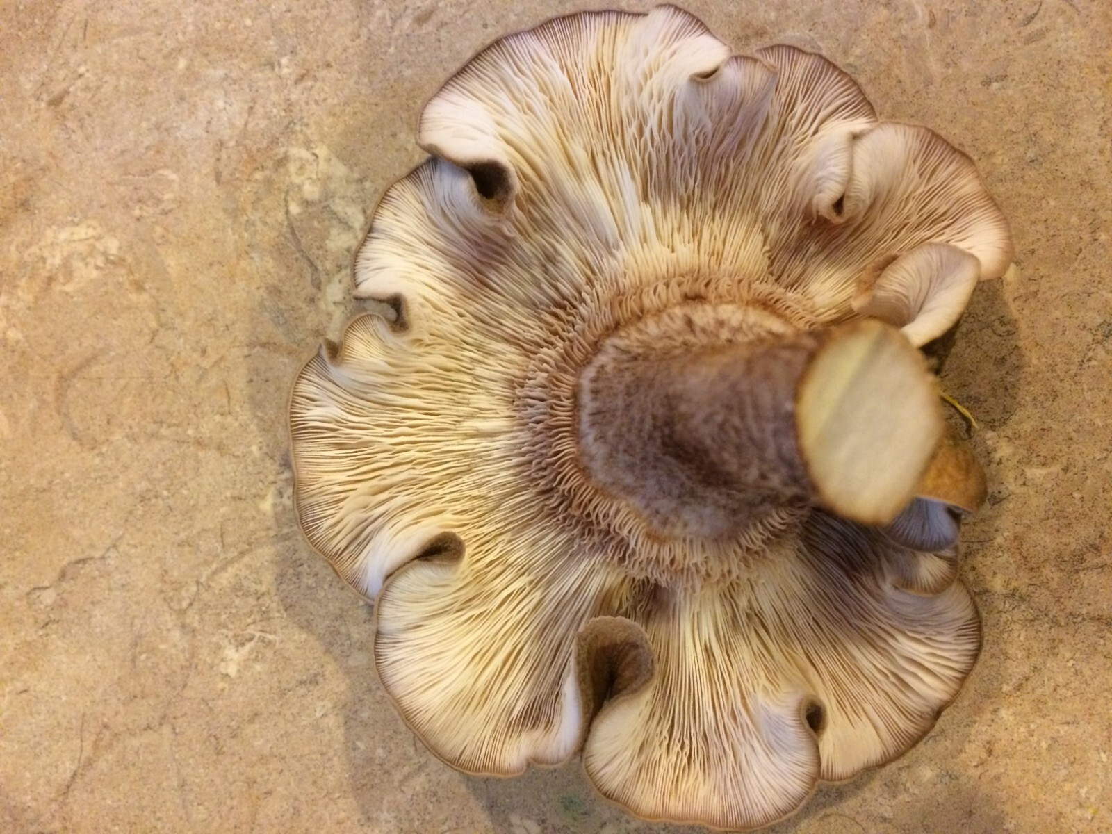 Shiitake Mushroom Plug Spawn 1000X Combo w/ drill bit & wax – FREE USA shipping