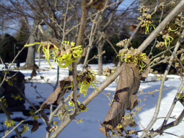 10 PALLIDA WITCH HAZEL SEEDS – Hamamelus mollis “Pallida”