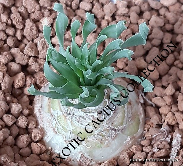 Albuca concordiana, rare ornithogalum exotic bulb seed pack 10 seeds