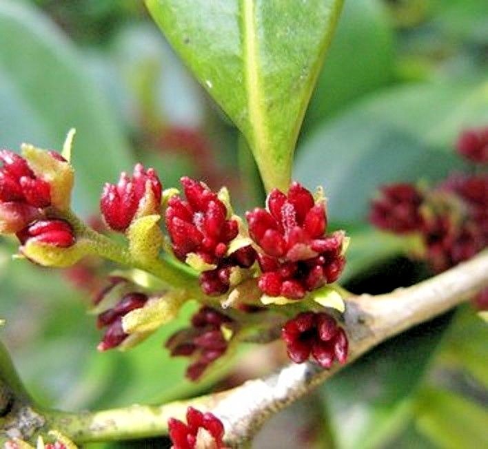 10 EVERGREEN WITCH HAZEL SEEDS – Distylium racemosum