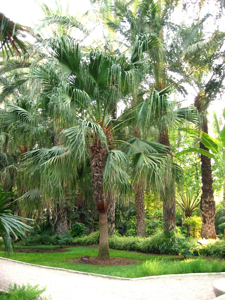 FAN PALM, 2 to 4 inch – MICHIGAN GROWN! Organic, Non-GMO, Easy Growing