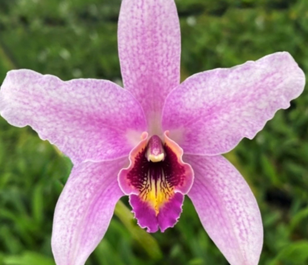 MATURE LAELIA SUMMIT ‘TOMIKO’ ORCHID CROSS OF 2 SPECIES FRAGRANT FLOWERS