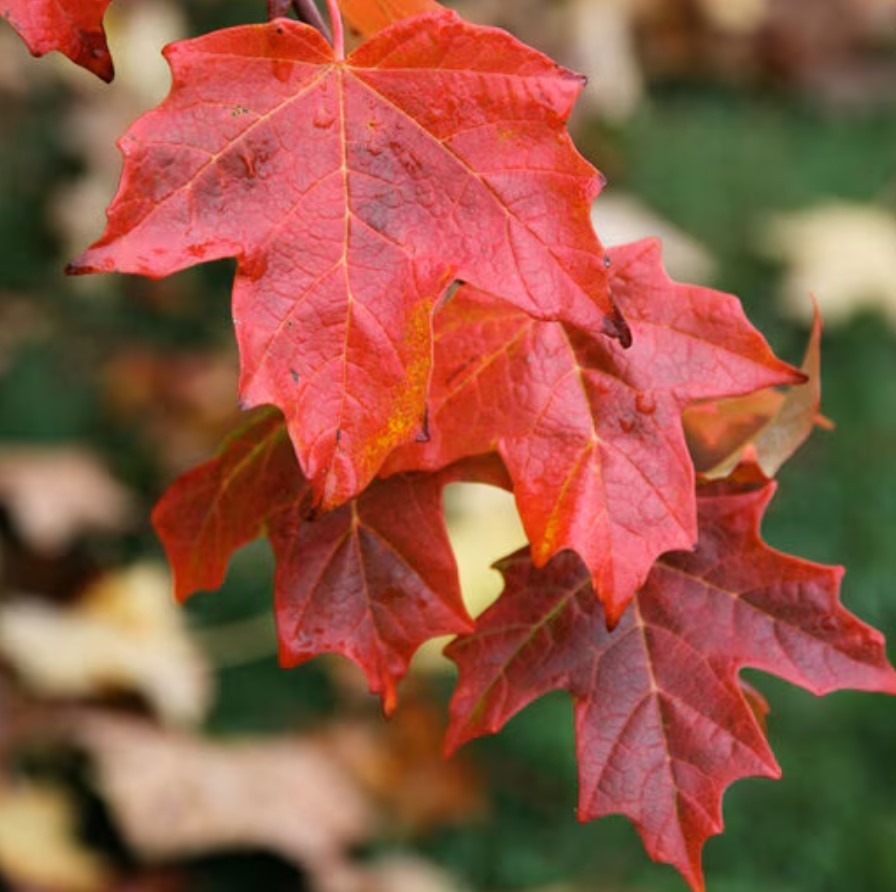 Set 2 Sugar Maple Trees – 6-12″ Tall – 4″ Pot – Deciduous Tree for Landscape