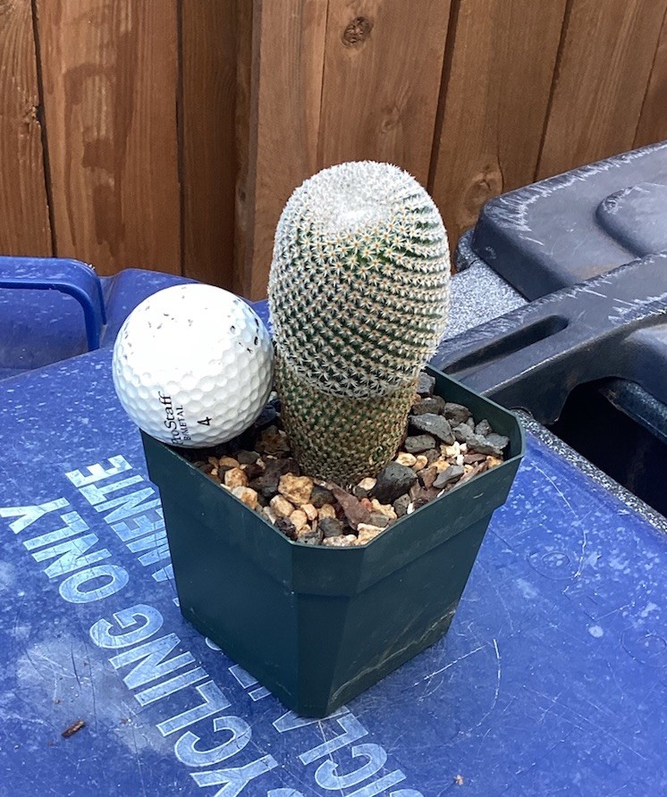 Beautiful-Mammillaria Crucigera RARE!!! Cactus (Own Roots) -Sold Potted As Shown