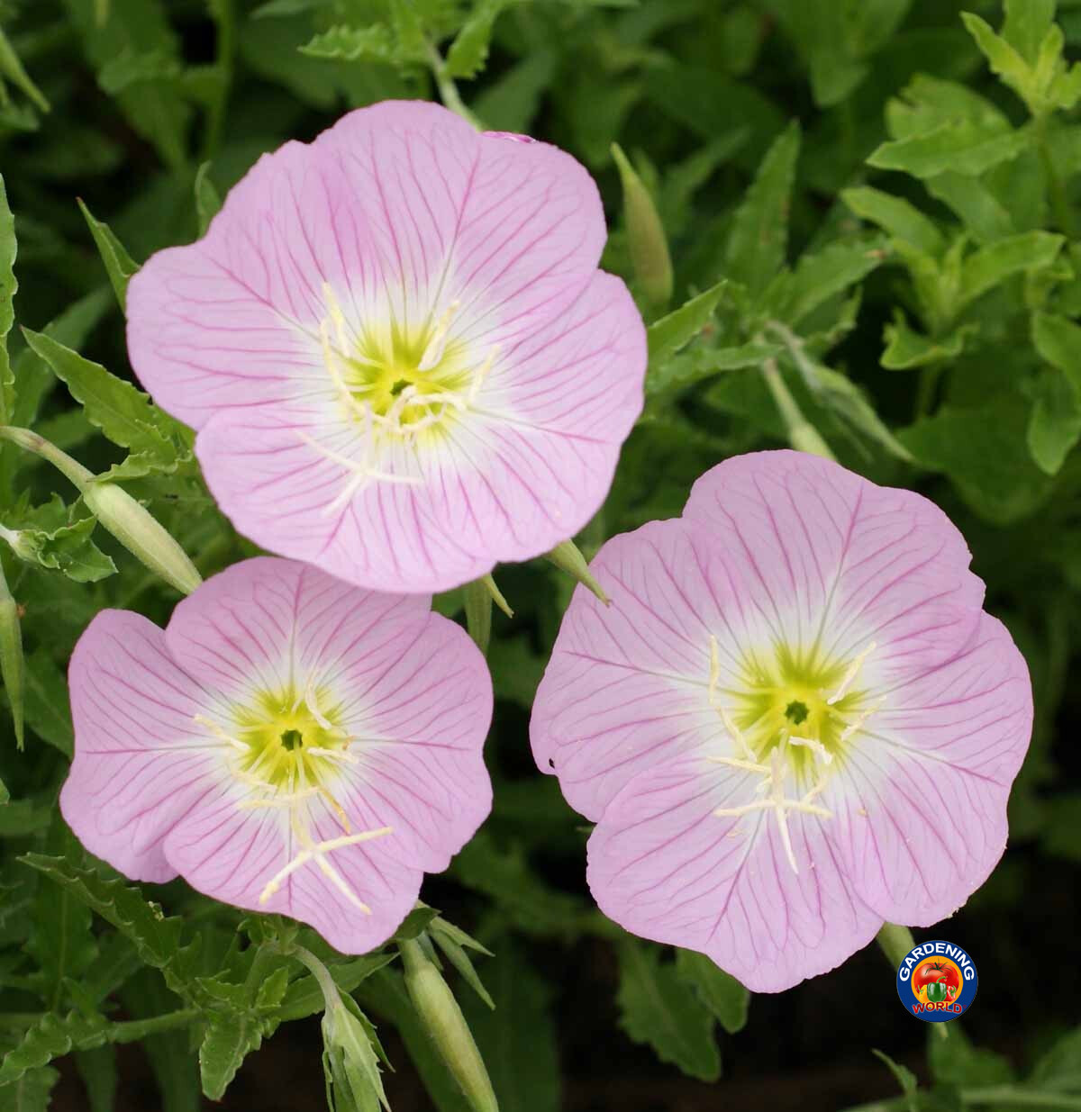 1000 Evening Primrose Pink Ladies Flower Seeds Oenothera Speciosa