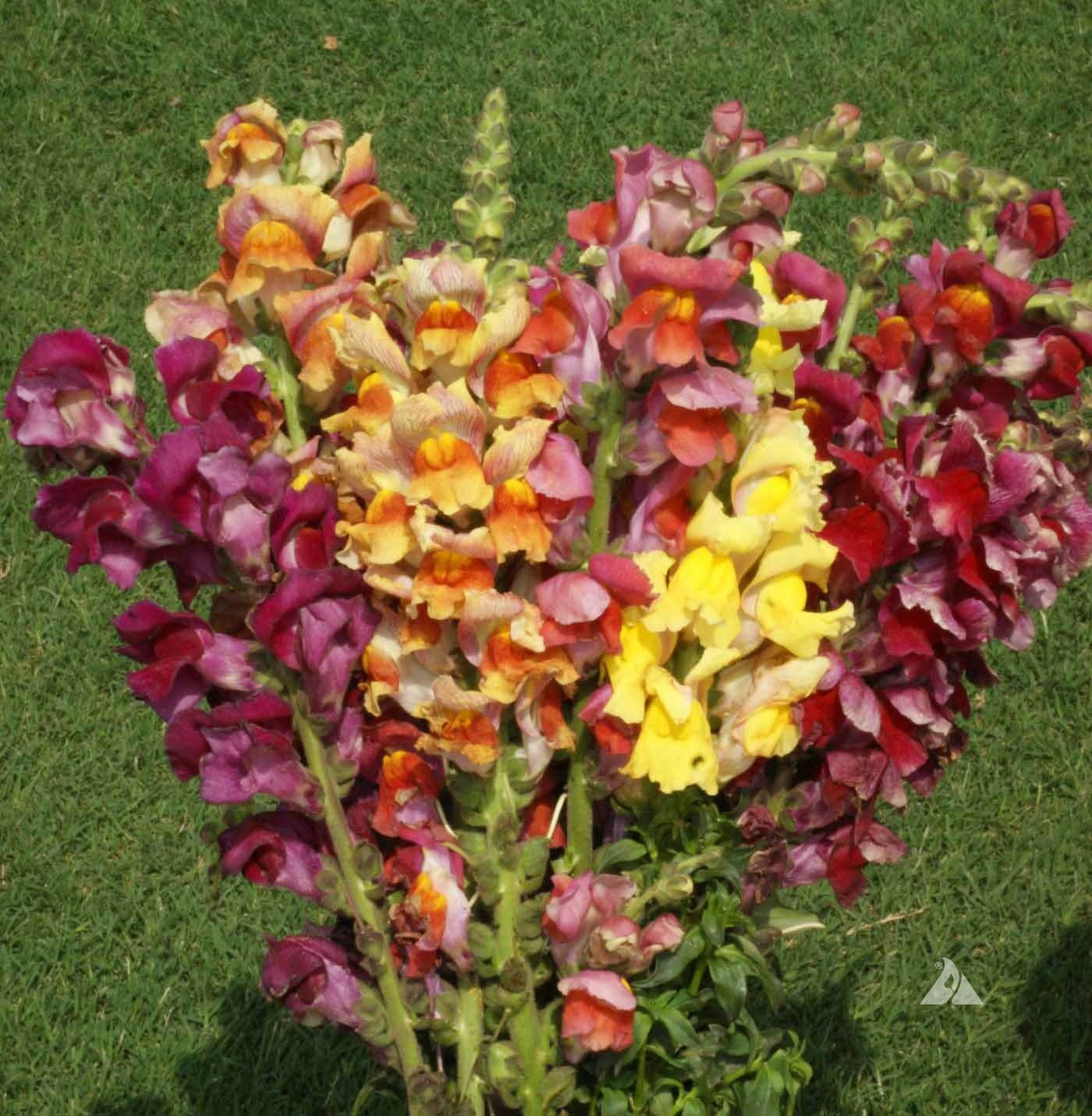 Snapdragon TETRA MIX SemiDwarf MultiColored Blooms Butterflies Non-GMO 500 Seeds