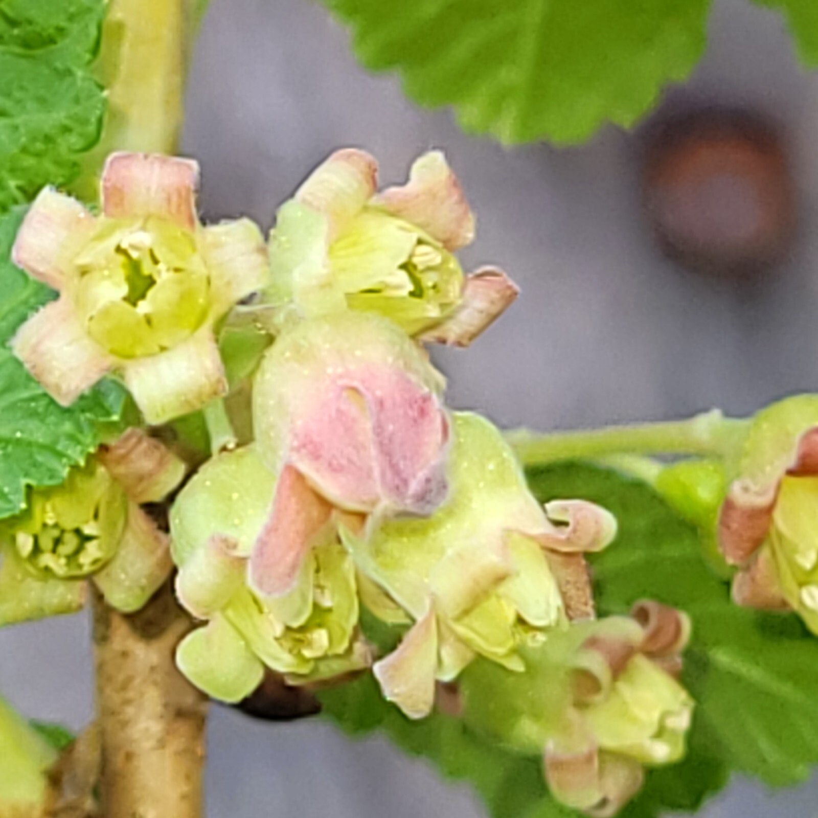 6 Black Currant Fresh Cuttings Unrooted 6″-9″ USDA Zones 3-8 Cold Hardy
