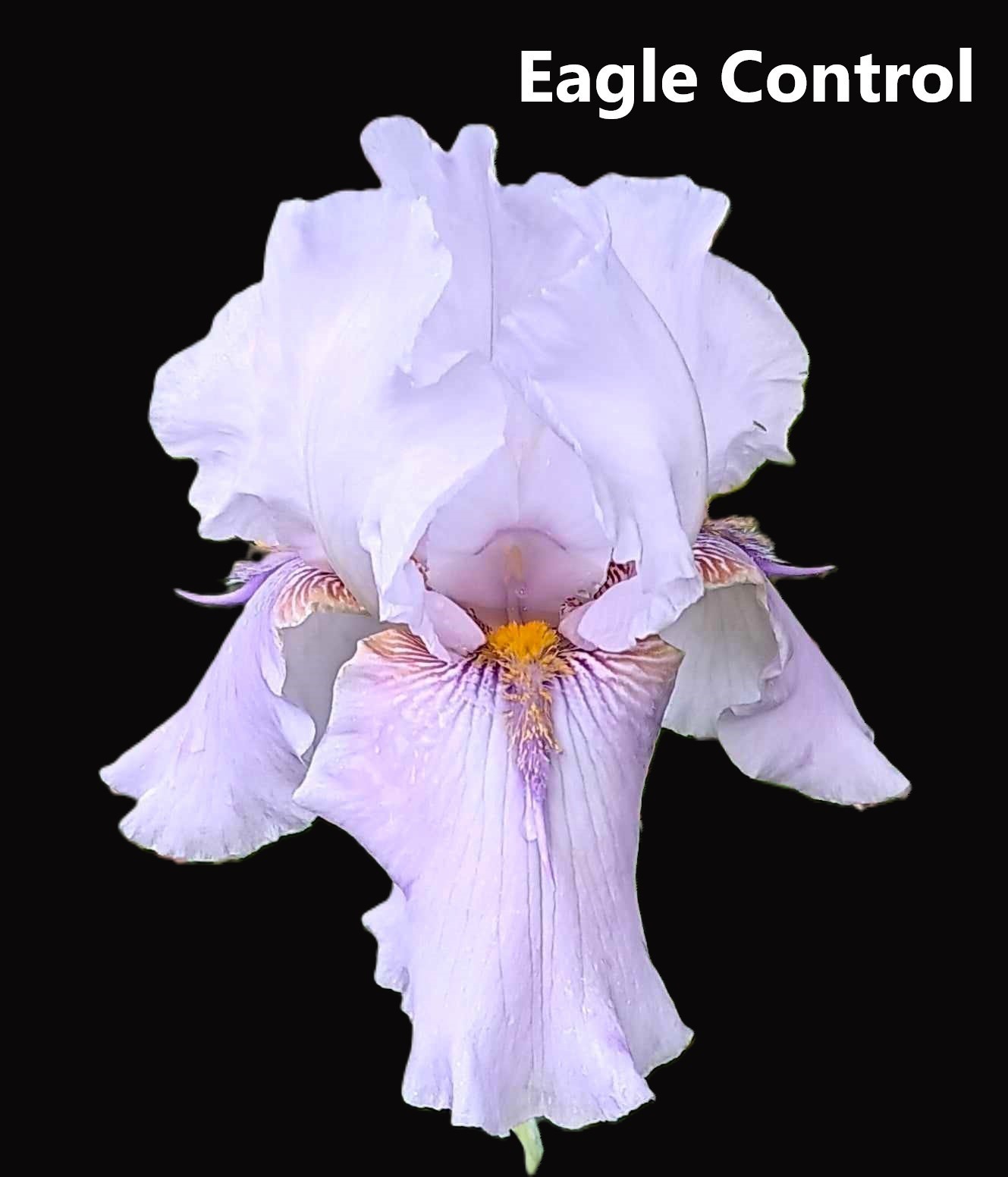 ‘Eagle Control’ Tall Bearded Iris Rhizome 1998 ~ ONE Freshly dug, mature fan