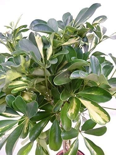 Arboricola Variegated Schefflera Trinette Umbrella | 1 Extra Large 3 Gallon
