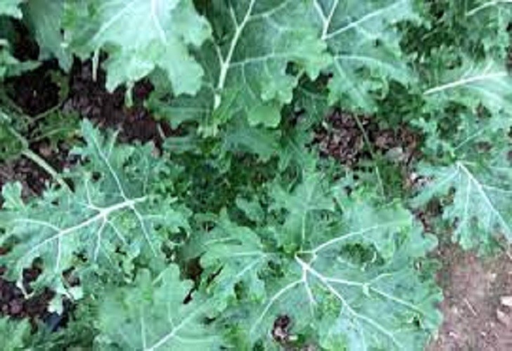 Premium White Russian Kale – Fresh Organic Heirloom Seed –