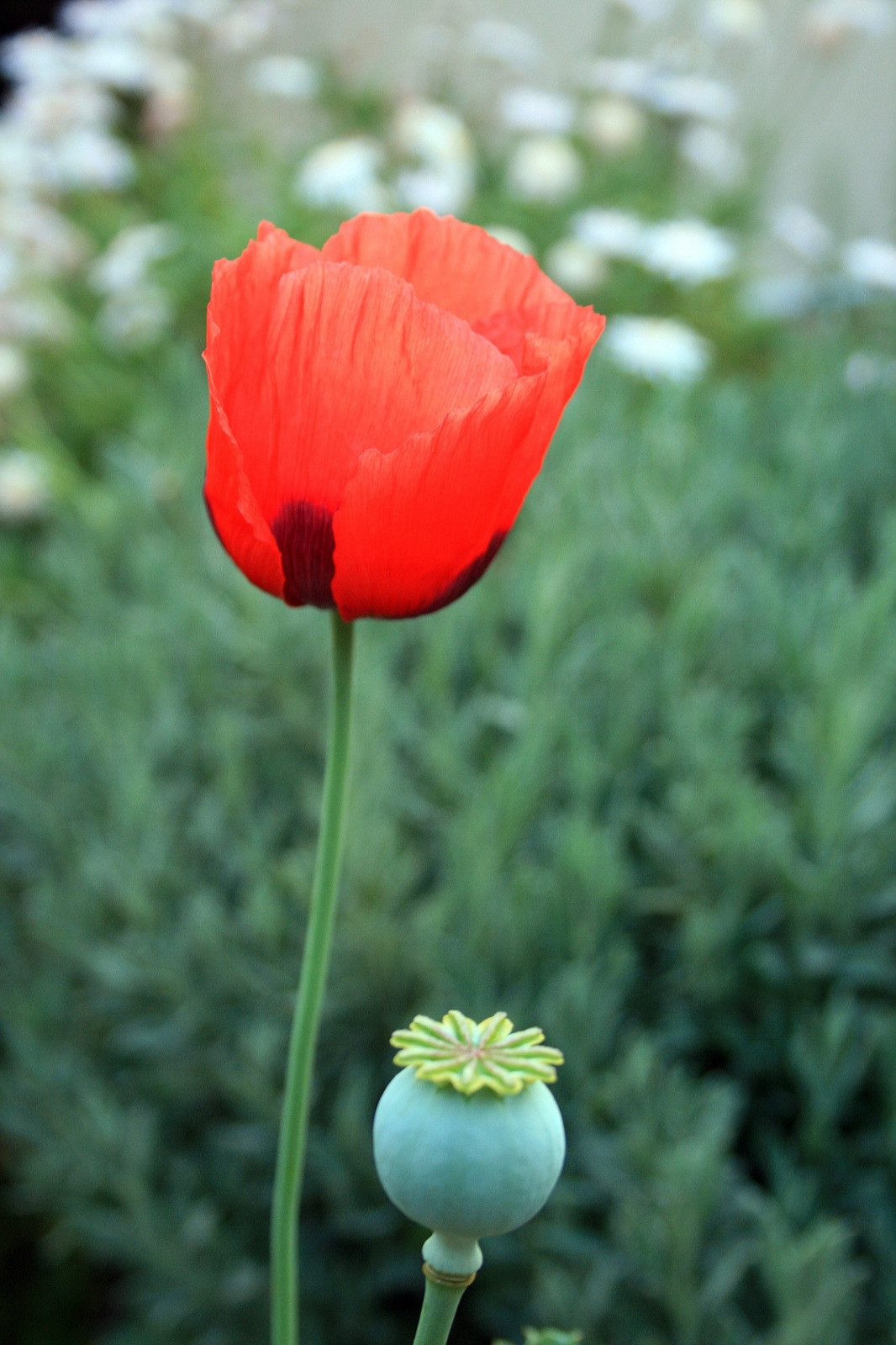 Poppy- Double Shirley – Red – 1000 Seeds