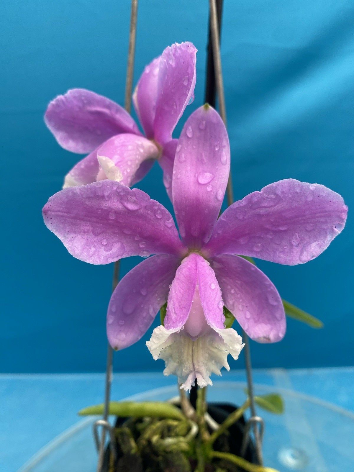 Cattleya harrisoniana Pink White NBS Summer Bloom Seedling Orchid Species 4” Pot