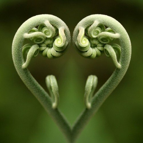 Unique Flowers