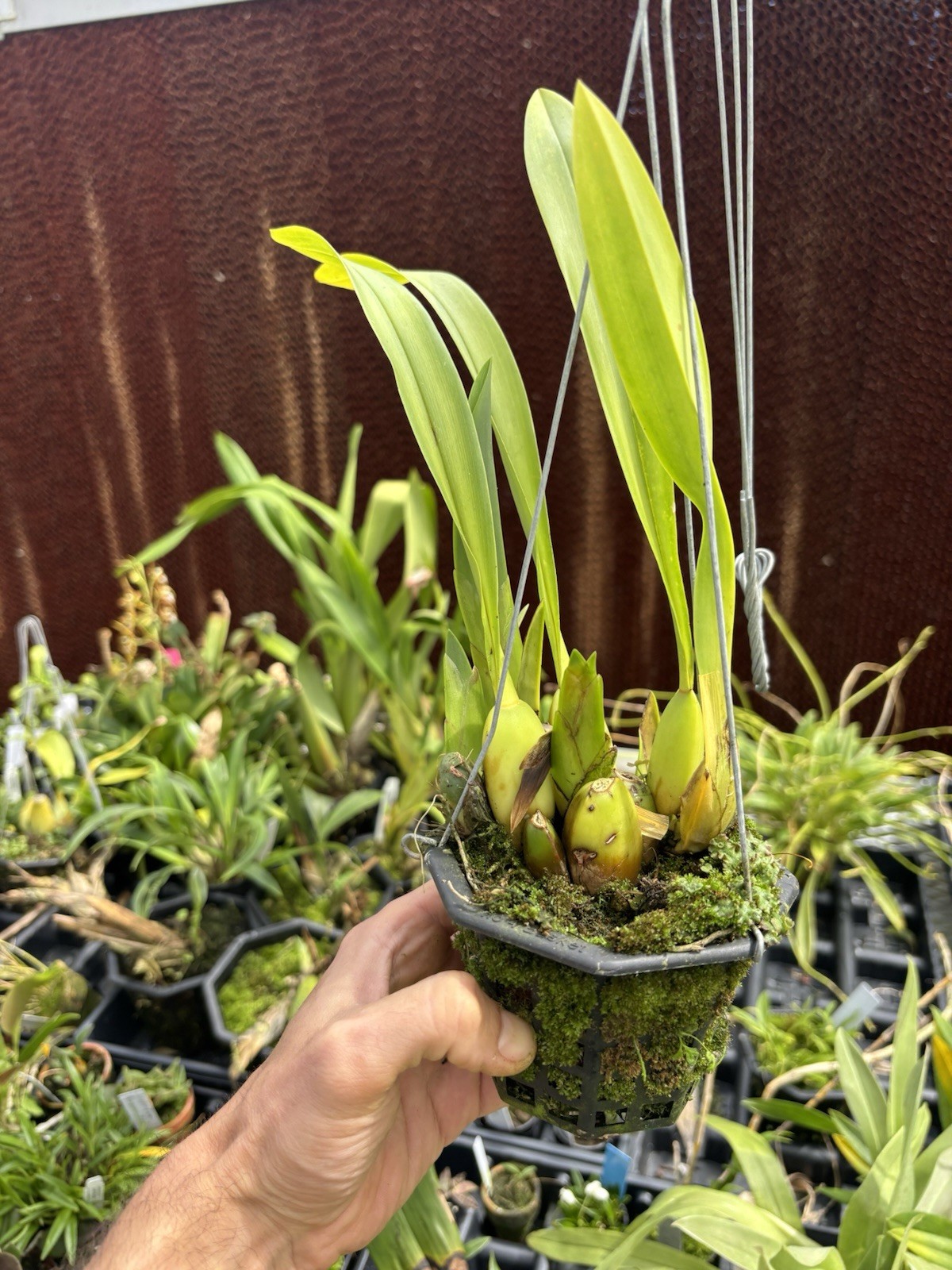 Rhynchostele majalis Bloom Size Rare Orchid Species Mexico