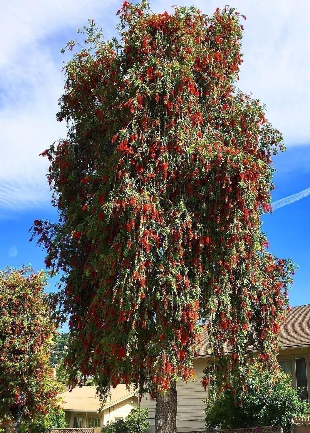 Bottlebrush Red Cluster | Quart | Callistemon citrinus | Low Maintenance | Hardy