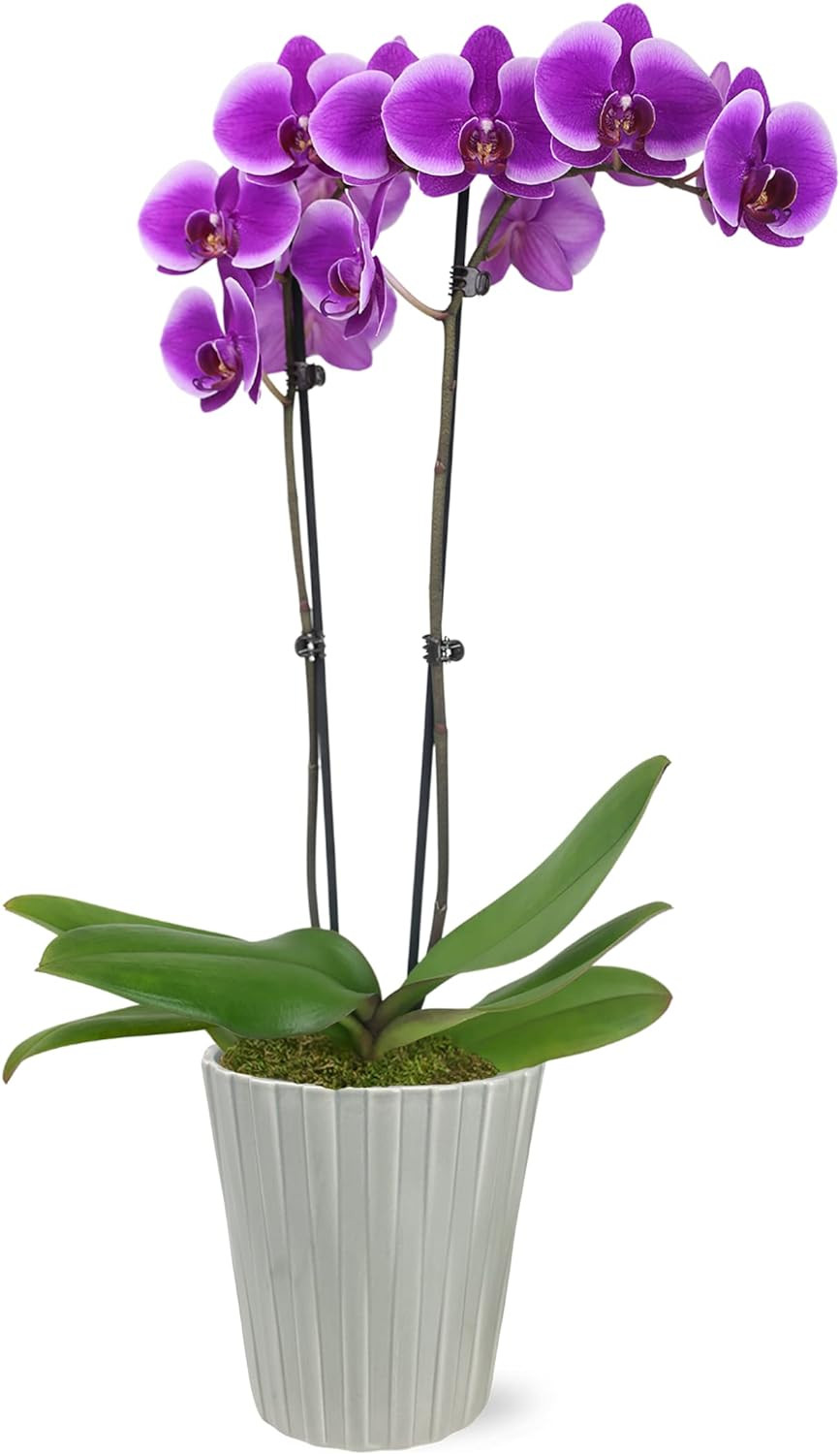 16-30″ Purple Premium Orchid Live Plant in 5″ Grey Ceramic Pot, House Plant