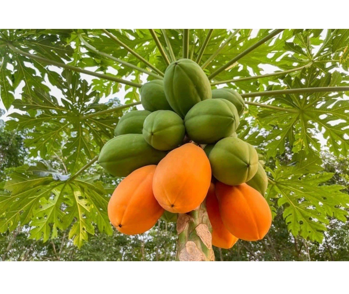 🟡Dwarf Solo Waimanalo Papaya Seeds 25ct 🌴Hawaiian Fast Fruit Houseplant