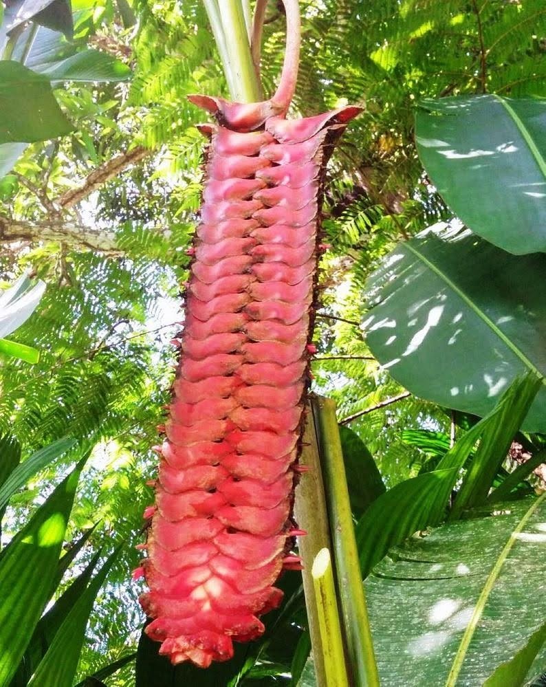 HELICONIA MARIAE BEEFSTEAK LIVE RHIZOME TROPICAL PLANT