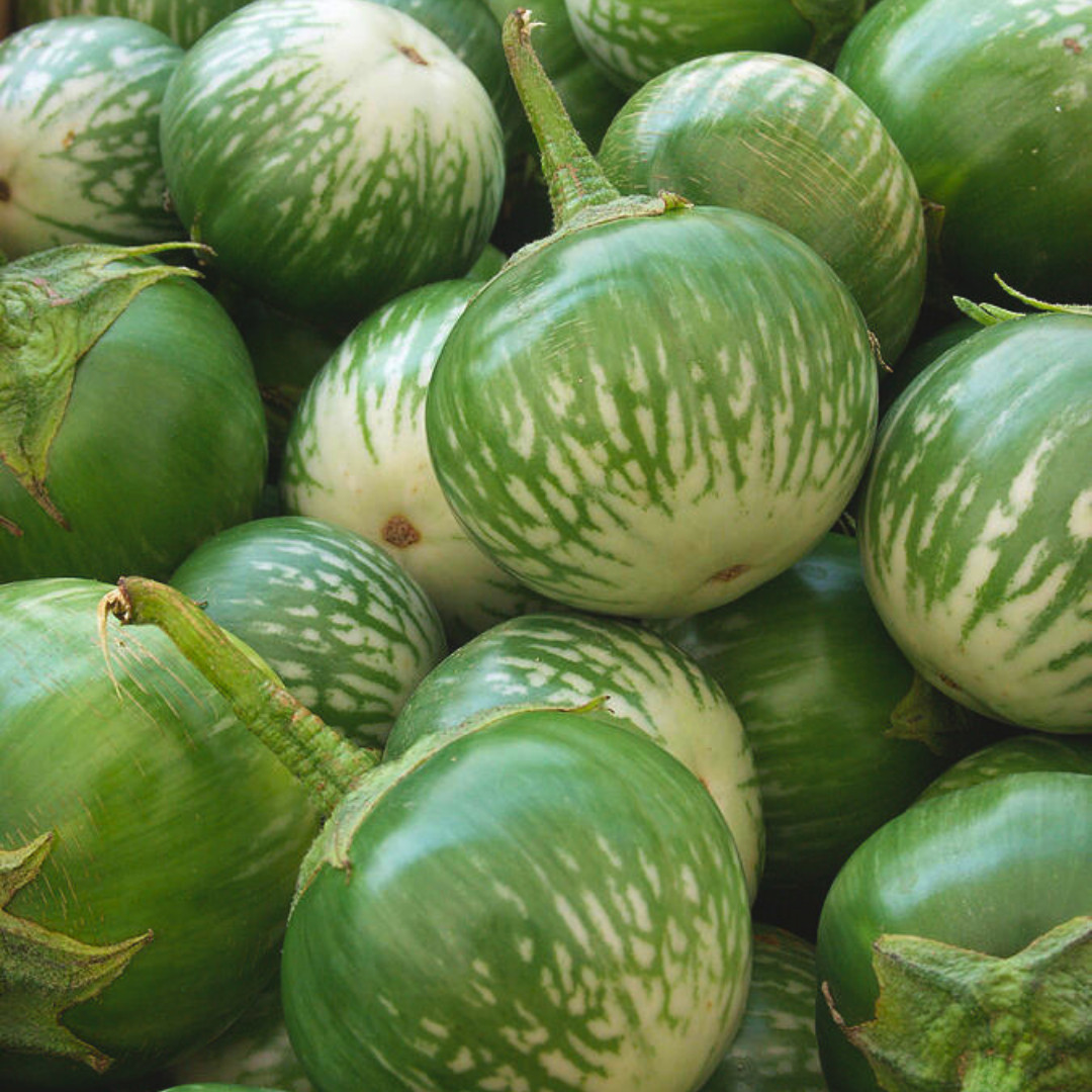 Fresh Thai Eggplant Seeds | Ngai Gwa | Heirloom Non-GMO | Asian Vegetable Seeds