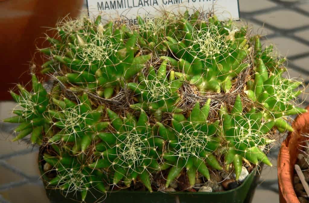 Dolichothele Camptotricha aka Cactus Biznaga 5 Seeds Free Shipping!