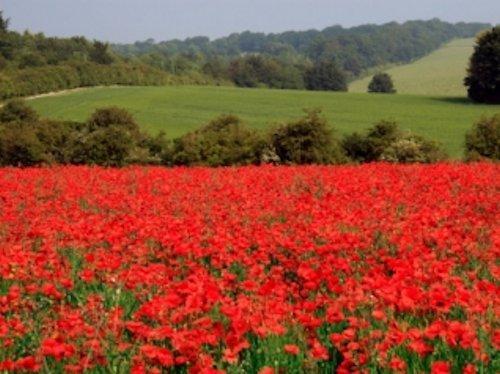 3000 Red Corn Poppy Seeds Papaver rhoeas Free Shipping