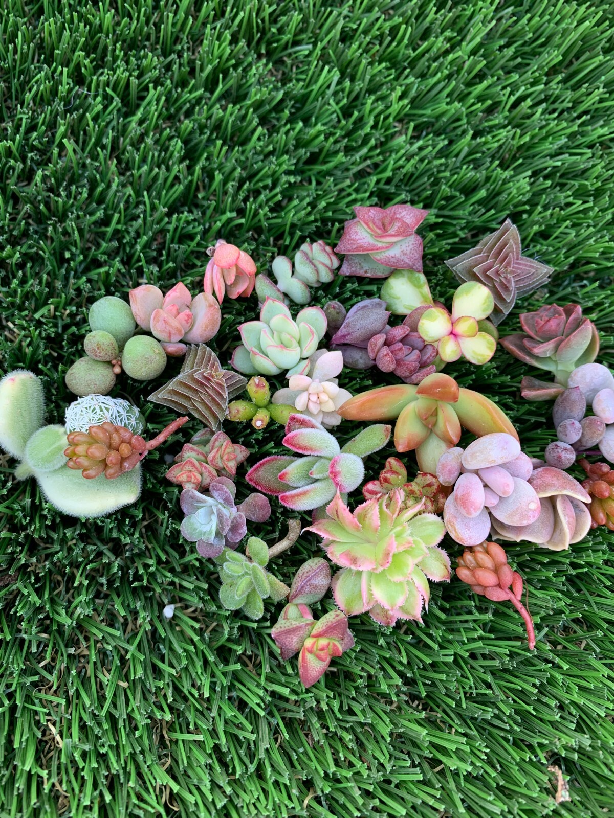 10 unrooted Colorful Succulent Cuttings (10 different varieties)