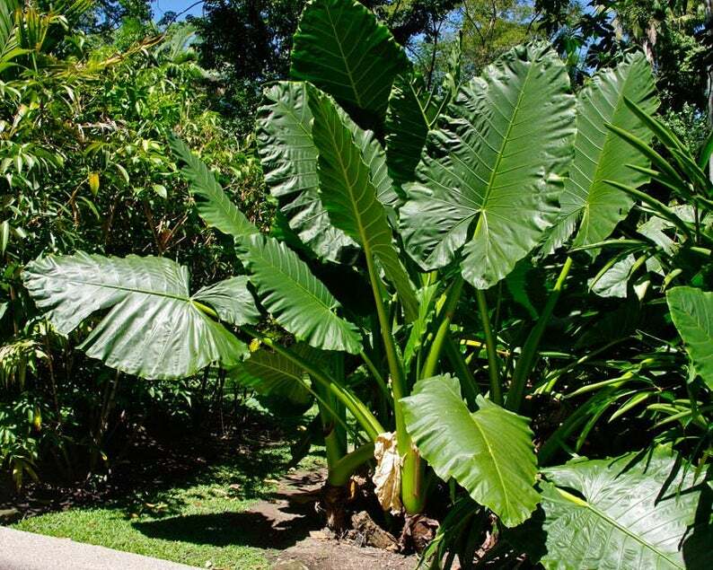 *BORNEO GIANT* Huge ELEPHANT EAR Taro Alocasia Macrorrhiza Rooted Starter Plants