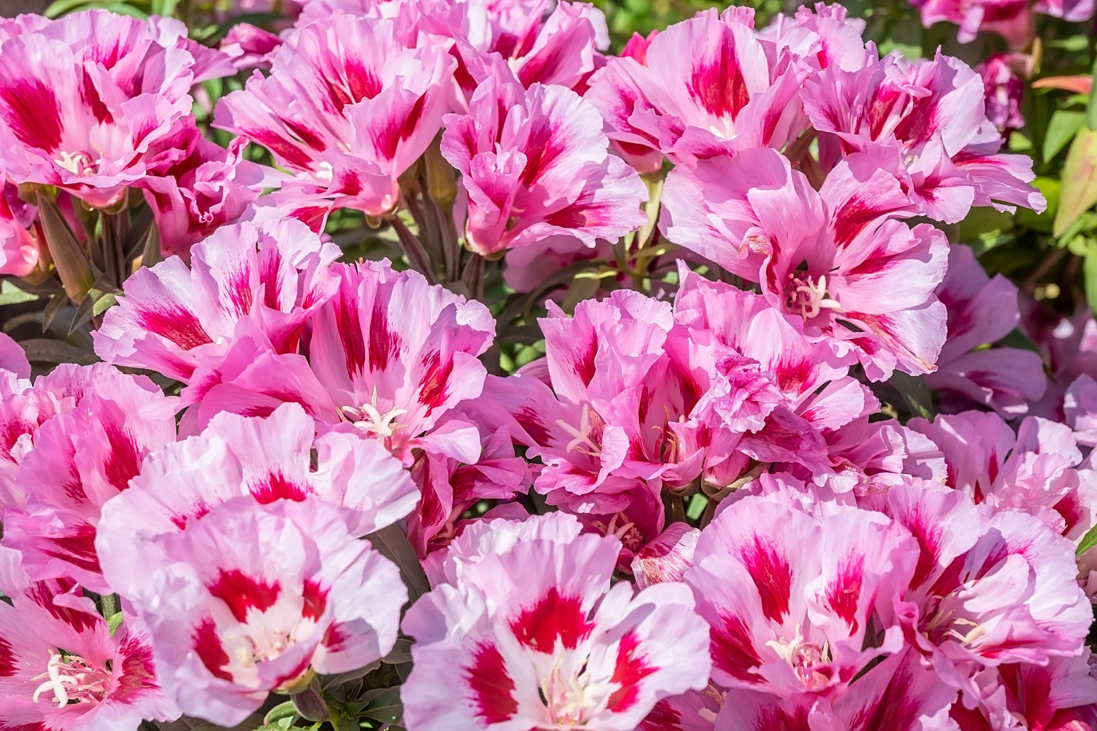 500 DOUBLE DEUCES GODETIA Grandiflora Clarkia Amoena Mixed BiColor Flower Seeds