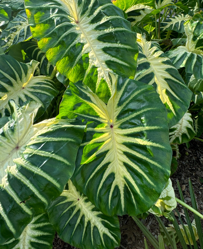 Maui Sunrise Colocasia Plant – 5-8″ Tall – Tropical Elephant Ear with Colorful