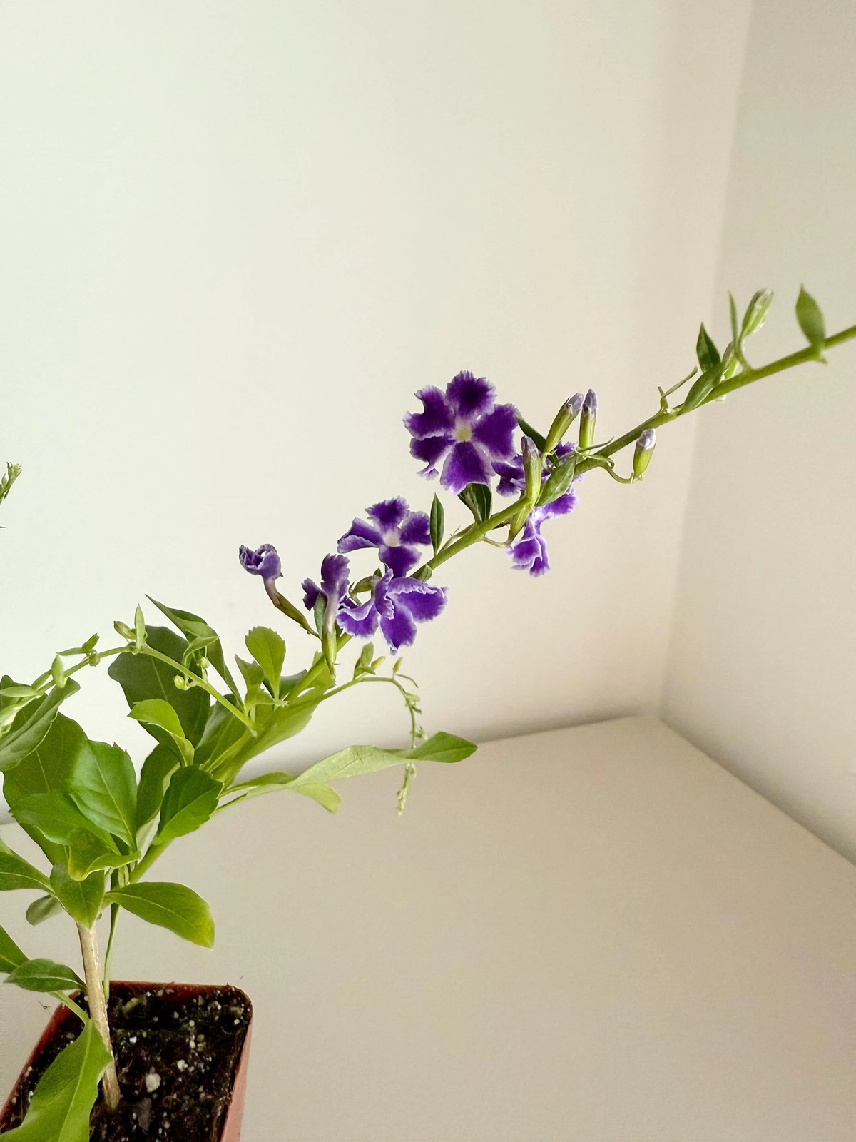 Blue Flower Sapphire Showers Duranta Repens – Shrub for Garden