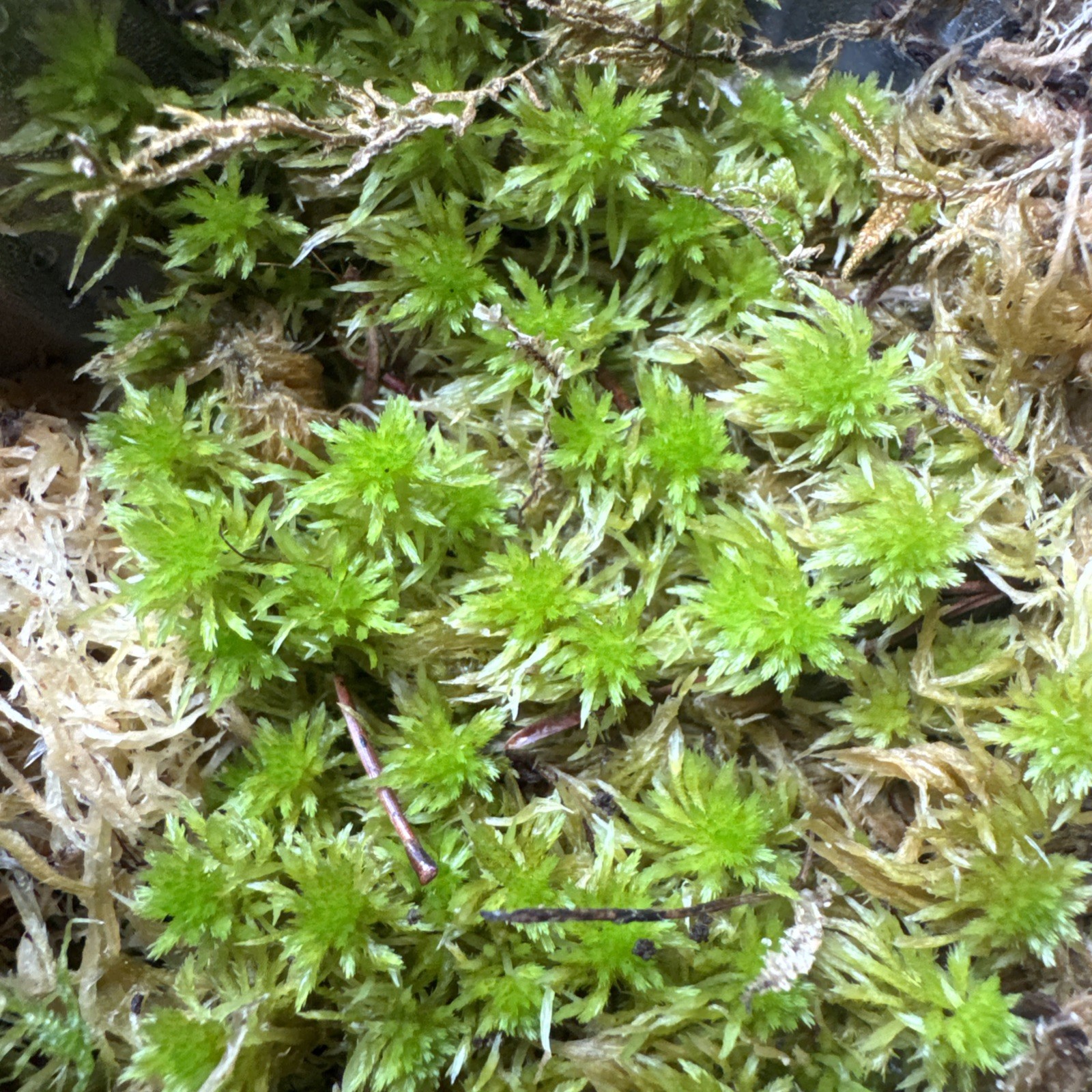 One Tray Live Long Fiber Organic Sphagnum Moss Orchids Carnivorous Plants