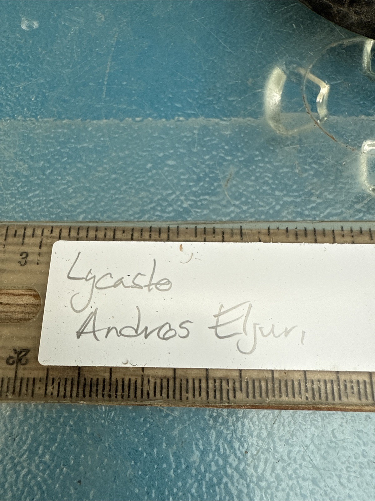Lycaste Andres Eljuri EXACT Maroon Red White BS Orchid Hybrid 4.5” Fresh RePot