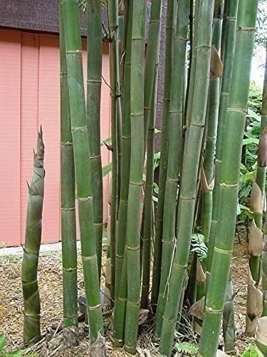 Bamboo Oldhamii | 1 Gallon | Bambusa oldhamii | Low Maintenance | Hardy