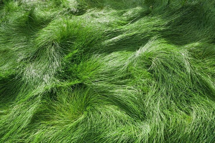 1000 Creeping Red Fescue Seeds (festuca rubra)