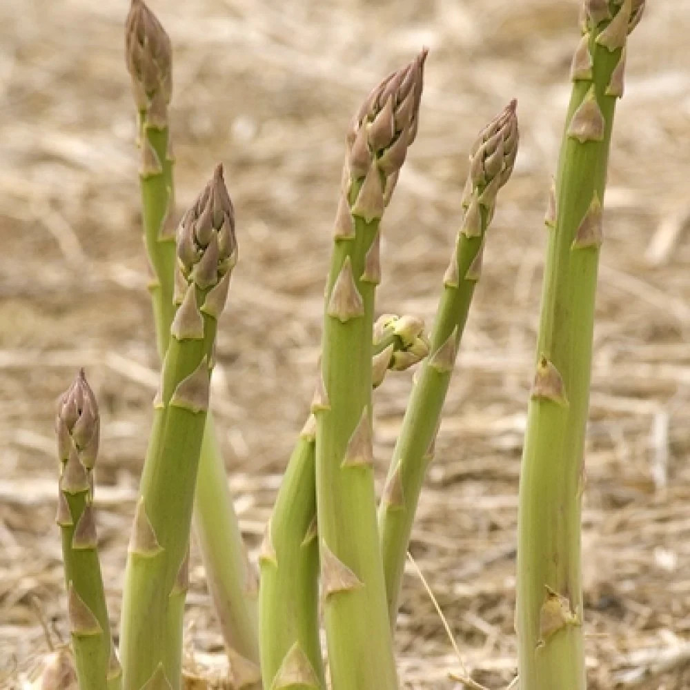 12 Asparagus Crowns “Millennium” 2 YrsOld(Pack of 12 Bare Root Plants) Zones 3-8