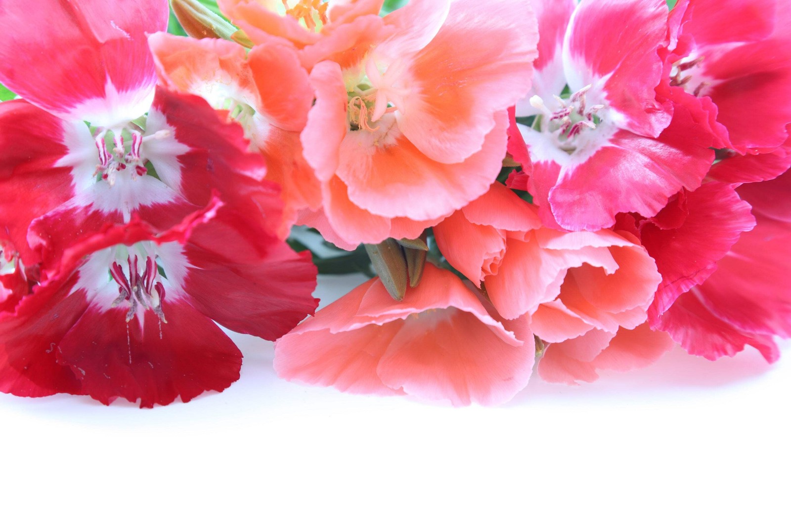 500 DOUBLE DEUCES GODETIA Grandiflora Clarkia Amoena Mixed BiColor Flower Seeds