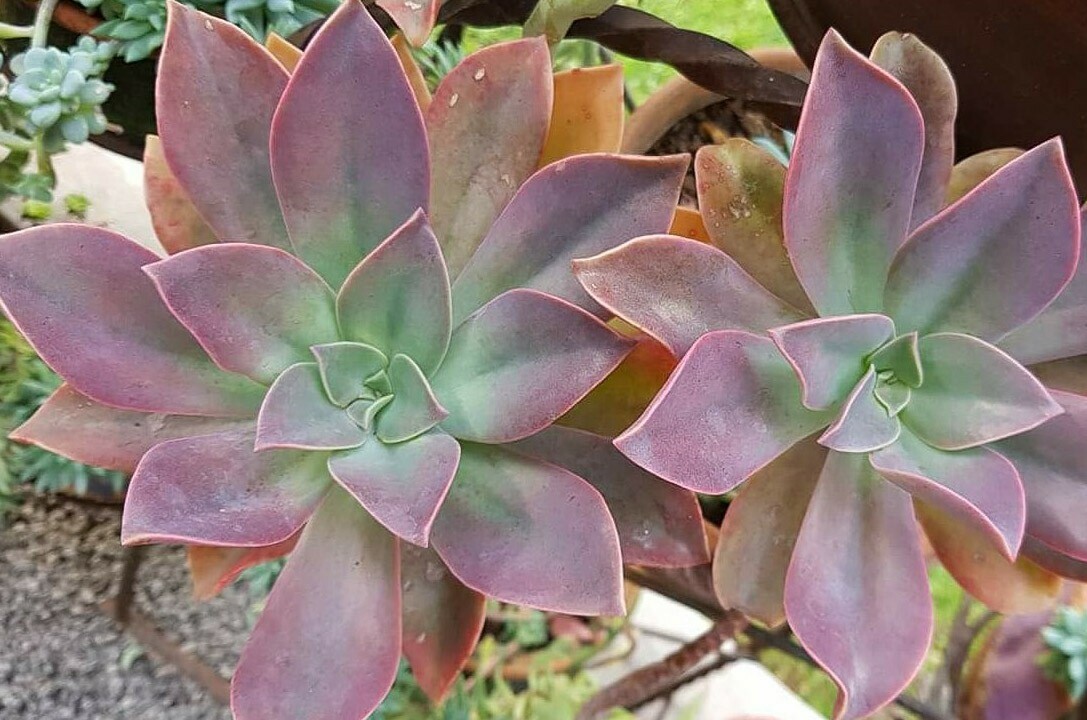 30 Echeveria Seeds Gibbiflora var. Metallica Metallic Blue Pink Succulent Seeds