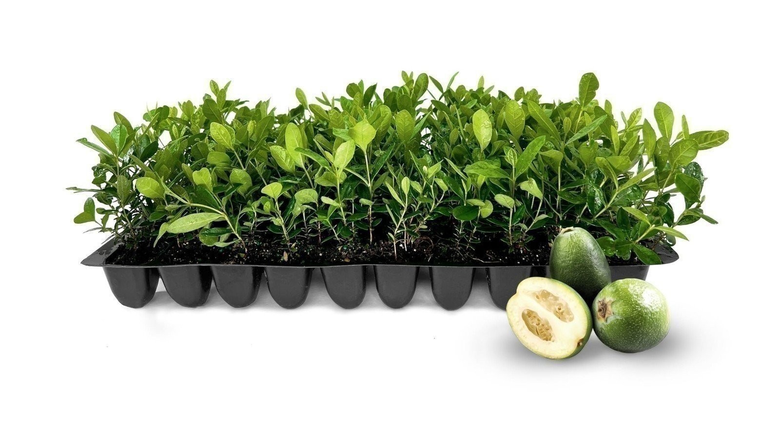 Pineapple Guava | 2 Inch | Feijoa sellowiana | Low Maintenance | Hardy Plant