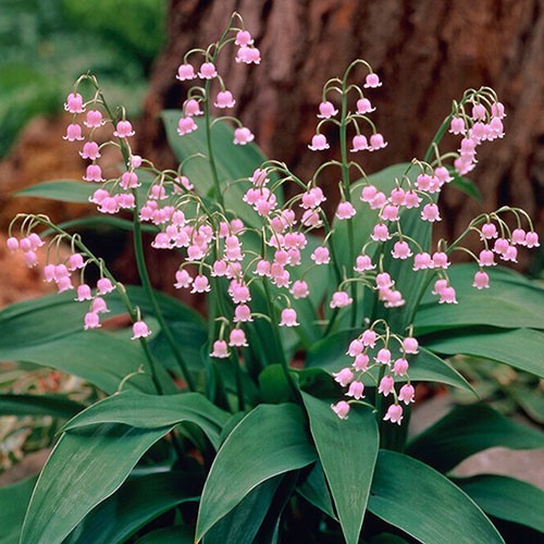2 PINK LILY OF THE VALLEY~CONVALLARIA ‘ROSEA’~LIVE PLANTS~PIPS~FRAGRANT FLOWERS!